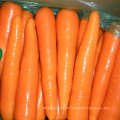 2016 Chinese New Crop Carrot with Lowest Price